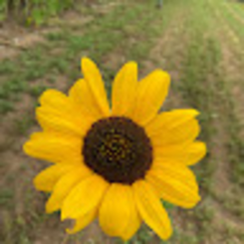 Meet your Posher, Cecilia